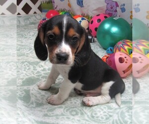 Beagle Puppy for sale in RATTAN, OK, USA
