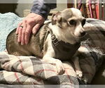 Small #2 Chihuahua Mix