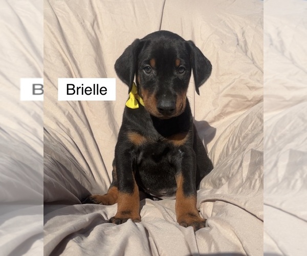 Medium Photo #3 Doberman Pinscher Puppy For Sale in POMEROY, OH, USA
