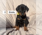 Small #2 Doberman Pinscher