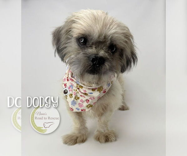 Medium Photo #2 Shih Apso Puppy For Sale in Benton, LA, USA