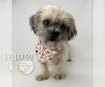 Small #1 Shih Apso