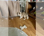 Small #6 Shetland Sheepdog