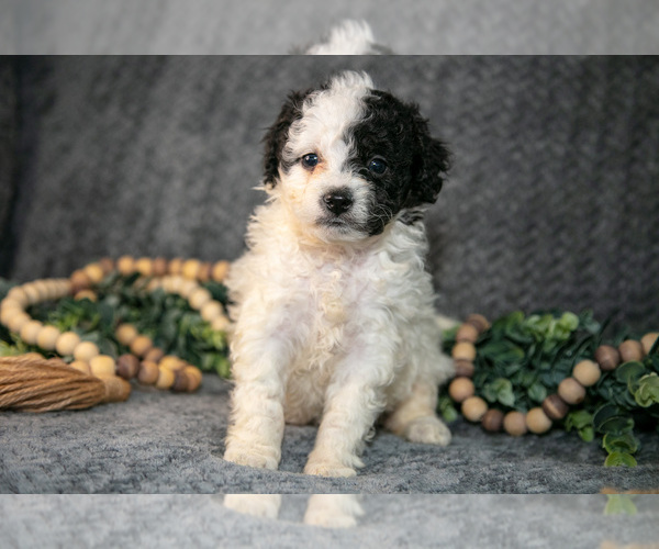 Medium Photo #2 Bernedoodle (Miniature) Puppy For Sale in NAPPANEE, IN, USA