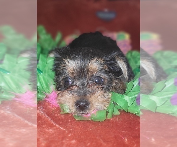 Medium Photo #91 Yorkshire Terrier Puppy For Sale in AKRON, OH, USA
