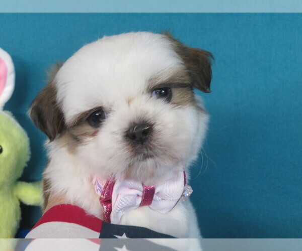 Medium Photo #3 Shih Tzu Puppy For Sale in PHELAN, CA, USA