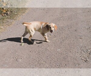 Medium Labrador Retriever
