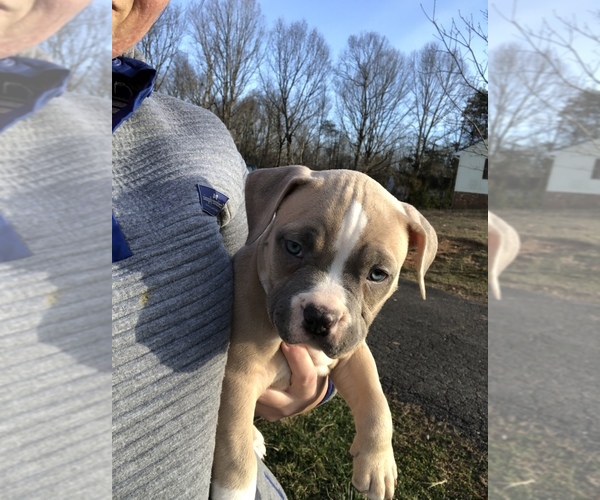 Medium Photo #6 American Bully Mikelands  Puppy For Sale in BARBOURSVILLE, VA, USA