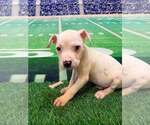 Small #2 Mutt