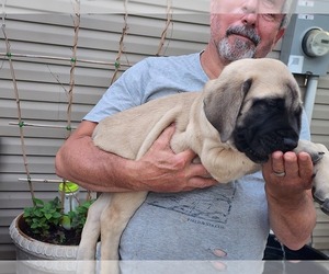 Mastiff Puppy for sale in OTTAWA, KS, USA