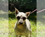 Small #6 Mutt