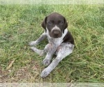 Small Photo #8 German Shorthaired Pointer Puppy For Sale in CONCORD, NC, USA