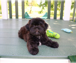 Small #2 Shih-Poo