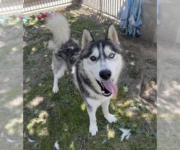 Medium Photo #2 Siberian Husky-Unknown Mix Puppy For Sale in Riverside, CA, USA