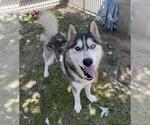 Small #1 Siberian Husky Mix