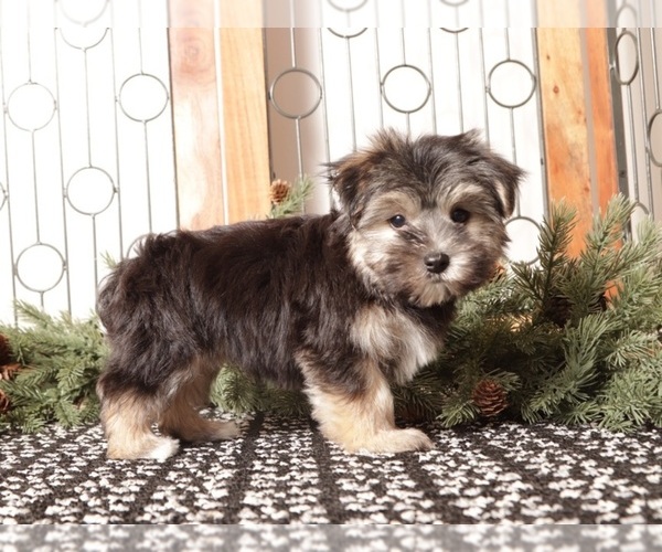 Medium Photo #4 Morkie Puppy For Sale in NAPLES, FL, USA