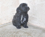 Small Photo #4 Havanese Puppy For Sale in ZANESVILLE, OH, USA