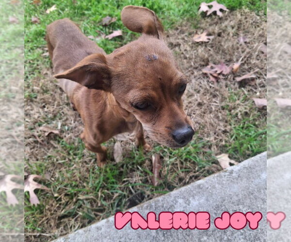 Medium Photo #8 Chiweenie Puppy For Sale in San Antonio, TX, USA