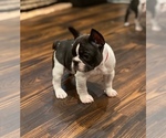 Puppy Puppy 3 French Bulldog