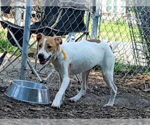 Jagger - Male Mutt Dog for Adoption - Photo #6