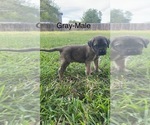 Puppy Gray collar Mastiff