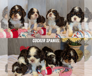 Medium Cocker Spaniel