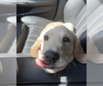 Small Photo #9 Golden Labrador Puppy For Sale in MIAMI, FL, USA
