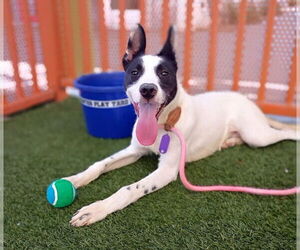 Border Collie-Unknown Mix Dogs for adoption in Las Vegas, NV, USA