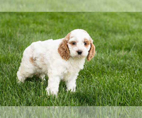 Medium Photo #4 Cockapoo (Miniature) Puppy For Sale in NAPPANEE, IN, USA