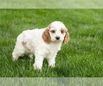 Small #3 Cockapoo (Miniature)