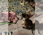 Small #2 Mutt