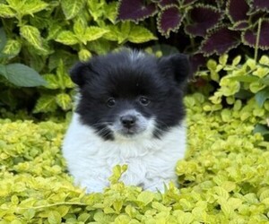 Pomeranian Puppy for sale in CURTISS, WI, USA