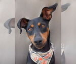 Small Doberman Pinscher