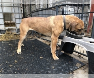 Boerboel Puppy for sale in THREE RIVERS, MI, USA
