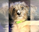 Small #3 Mutt