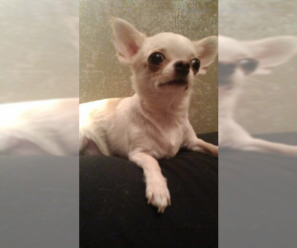 Medium Photo #1 Chihuahua Puppy For Sale in SAINT PETERSBURG, FL, USA