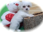 Small Photo #1 Cavapoo-Maltipoo Mix Puppy For Sale in HAMMOND, IN, USA