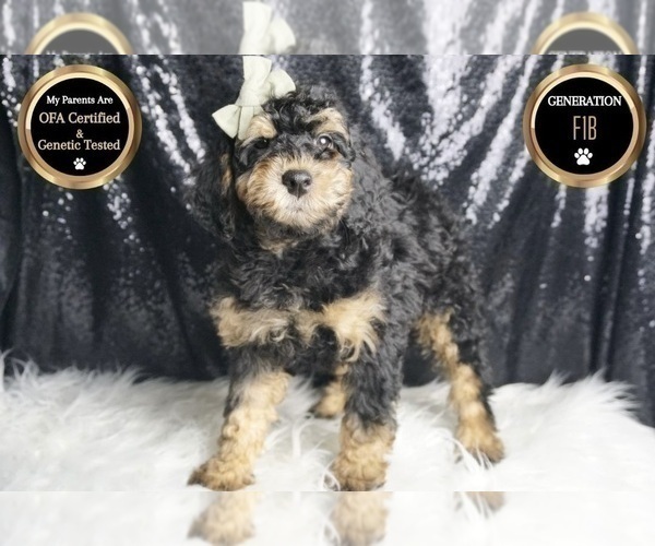 Medium Photo #106 Goldendoodle (Miniature) Puppy For Sale in WARSAW, IN, USA
