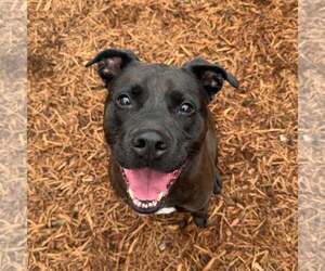 American Pit Bull Terrier-Labrador Retriever Mix Dogs for adoption in Houston, TX, USA