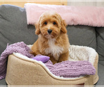 Small #3 Goldendoodle mix (+ Poodle Miniature)