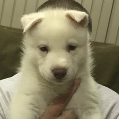 Siberian Husky Puppy for sale in RAVENA, NY, USA