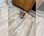 Small Photo #1 Yorkipoo Puppy For Sale in FENTON, MI, USA