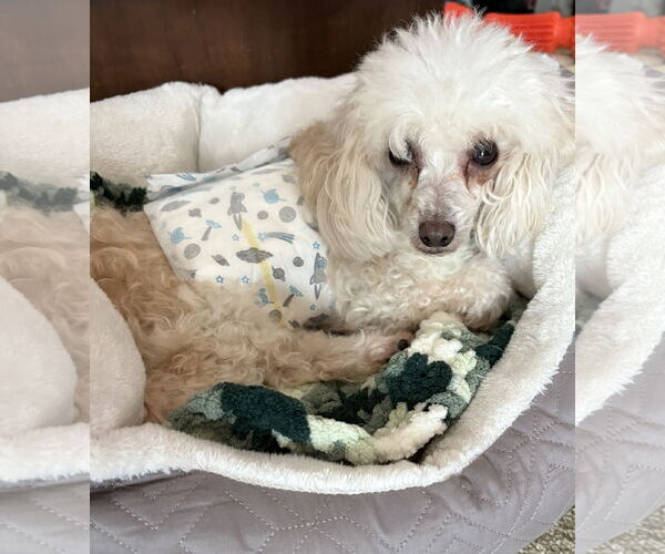 Medium Photo #4 Poodle (Toy) Puppy For Sale in Wheaton, IL, USA