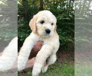 Goldendoodle Puppy for sale in EL PASO, TX, USA