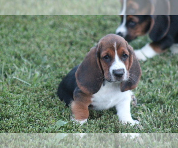 Medium Photo #51 Basset Hound Puppy For Sale in MEMPHIS, MO, USA