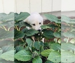 Small Photo #14 Golden Retriever Puppy For Sale in FORT STEILACOOM, WA, USA
