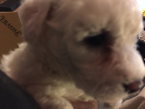 Medium Photo #9 Bichon Frise Puppy For Sale in ALPHARETTA, GA, USA