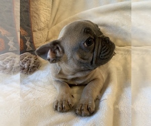 French Bulldog Puppy for sale in JOHNS ISLAND, SC, USA