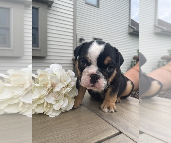 Medium Photo #8 Bulldog Puppy For Sale in WATERVILLE, OH, USA