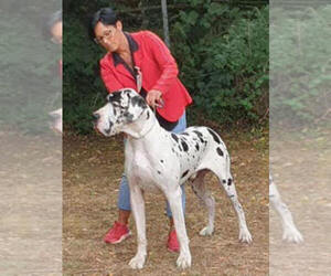 Father of the Great Dane puppies born on 03/16/2025